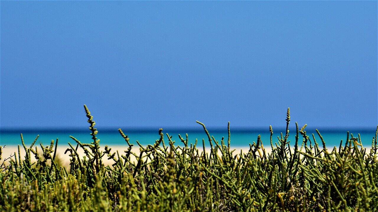 Strand auf Fuerteventura mit türkisblauem Atlantik, weißem Sand und Dünenvegetation